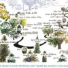 Adaptation de la flore de 1100 à 1800m