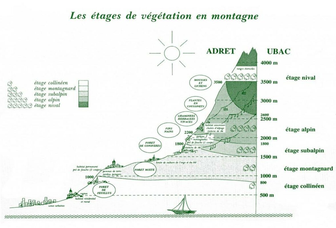 Adaptation de la végétation